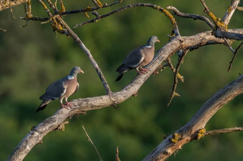 Two common wood pigeons (Columba palumbus) are sitting on a tree branch. They look around. The tree