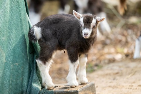 Domestic goat (Capra hircus) youngster on a farm outdoors, Bavaria, Germany