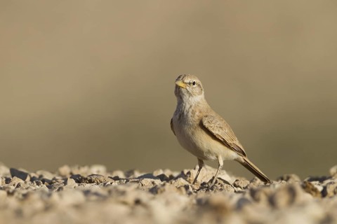 Desert Lark (Ammomanes deserti), Oman