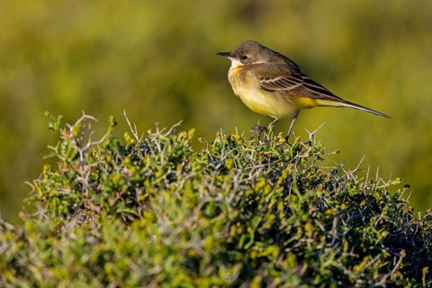 Black-headed Yellow Wagtail, Black-headed Wagtail, Motacilla flava feldegg, Motacilla feldegg,
