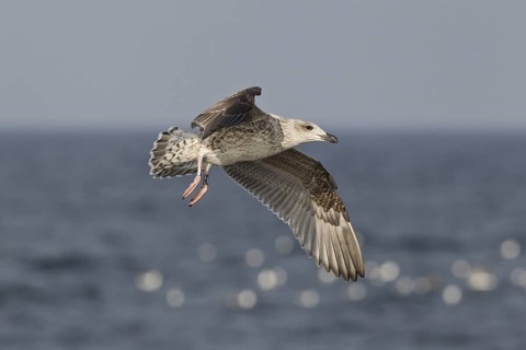 Great Black-backed Gull (Larus marinus) juvenile flying, North Sea, Germany
