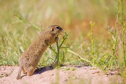 A European ground squirrels (Spermophilus citellus) or European souslik stands on sand with some