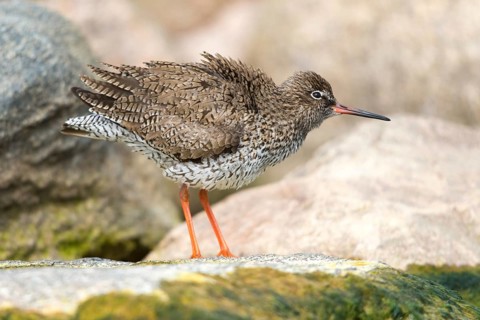 Redshank, redshank, tringa totanus, birds, charadriiformes, plumage, limikolen, preening, snipe