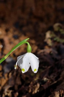 Spring snowflake (Leucojum vernum), spring knot flower, Amaryllis family (Amaryllidaceae), single
