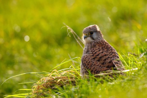 Common Kestrel (Falco tinnunculus), Netherlands