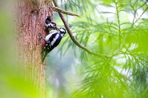 Great spotted woodpecker (Dendrocopos major), female feeds almost fledged young bird in the