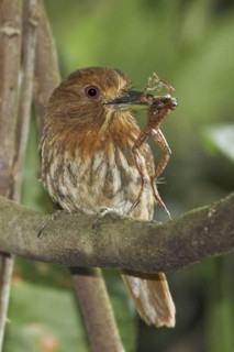 White-whiskered Puffbird (Malacoptila panamensis), Costa Rica