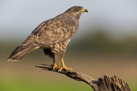 Buzzard, (Buteo buteo), animals, bird, bird of prey, buzzard, hawk family, biotope, habitat, perch,