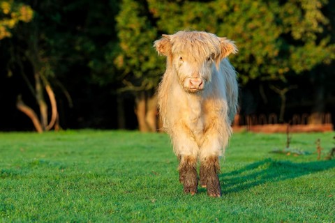 Early one sunny morning, a Highland calf (Bos primigenius taurus) stands in a green pasture at the