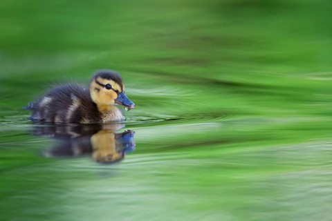 Mallard, chick, juvenile, baby duck, swims in the water, sideways, (Anas platyrhynchos), female,