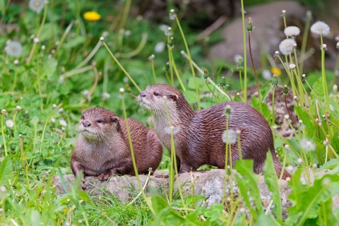 On a sunny day, two oriental small-clawed otter (Aonyx cinerea) are resting in a flowering meadow