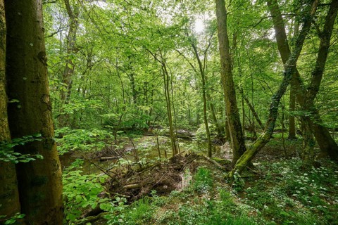 Picturesque forest scene with a small river surrounded by lush green foliage, wild garlic (Allium