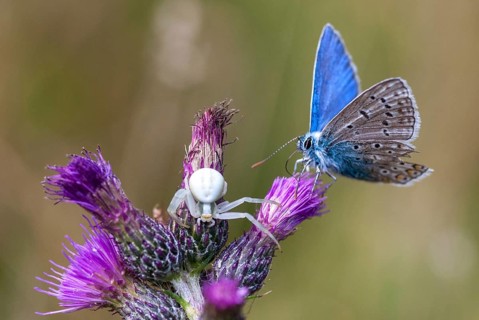 Arachnida, common blue, common blue, crested blue, misumena vatia, polyommatus icarus, arachnids,