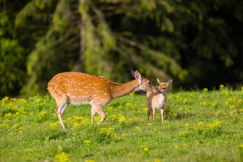 One female Manchurian sika deer or Dybowski's sika deer (Cervus nippon mantchuricus or Cervus