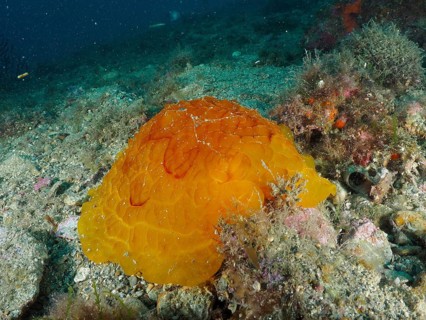 Orange tortoise snail, large side-gilled snail (Pleurobranchus testudinarius) on a stony seabed,