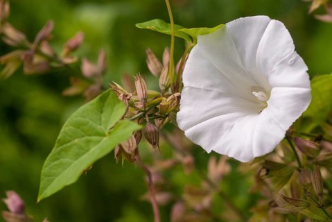 Calystegia sepium, convolvulaceae, real fence winch, rutland beauty, winch, fence winch, bellbind,