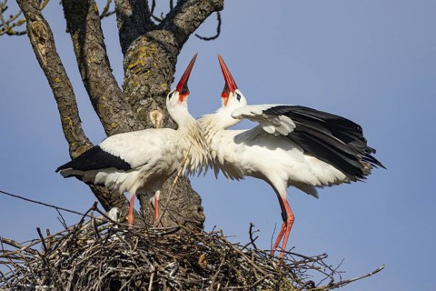 White stork (Ciconia ciconia) Germany