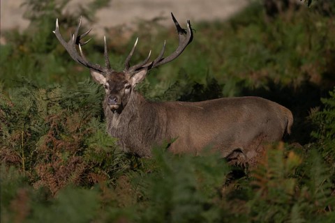 Red deer at the rutting 2025, London, Great Britain
