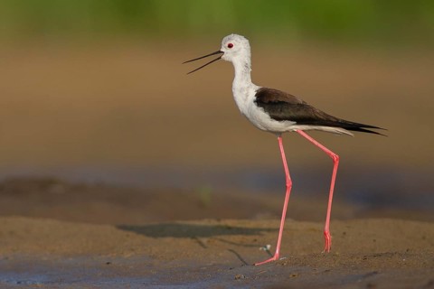 Black-winged Stilt (Himantopus himantopus) female, Subotica, Serbia