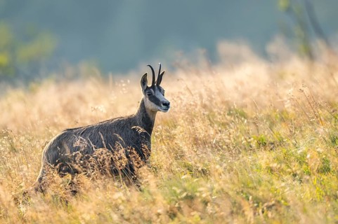Chamois (Rupicapra rupicapra) on a meadow in the Vosges Mountains, wildlife, France
