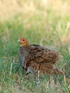 A partridge (Perdix perdix) shakes its feathers after a dust bath, Solms, Hesse, Germany