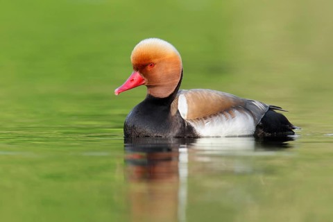 Red-crested Pochard (Netta rufina) male, Brandenburg, Germany
