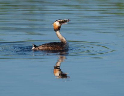 Great Crested Grebe (Podiceps Scalloped ribbonfish) with a large fish in its beak swimming on a