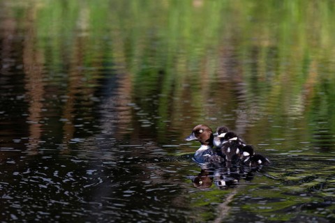 Common goldeneye (Bucephala clangula), female with three chicks swimming on a river, Sanginjoki