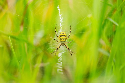 Wasp spider (Argiope bruennichi) csitting in her spider web on a meadow, Bavaria, Germany