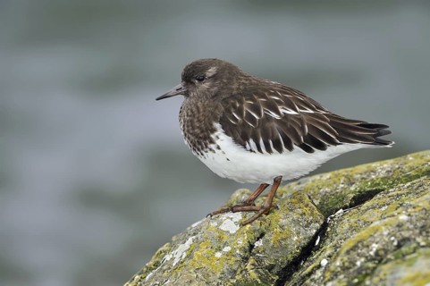 Black Turnstone (Arenaria melanocephala), British Columbia, Canada