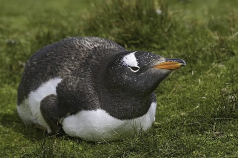 Gentoo Penguin (Pygoscelis papua), Falkland Islands