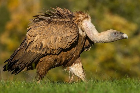 Griffon Vulture (Gyps fulvus), Castile and Leon, Spain