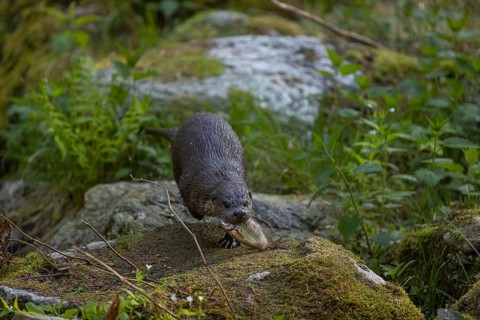 One Eurasian otter (Lutra lutra), sitting on a mossy rock and eating a fresh caught fish