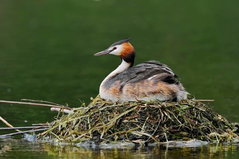 Great Crested Grebe (Podiceps Scalloped ribbonfish) sitting on its nest, North Rhine-Westphalia,
