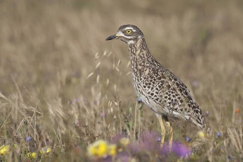 Kaptriel (Burhinus capensis), South Africa