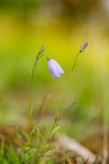Bellflower (Campanula gelida) blossom, detail, Bavaria, Germany