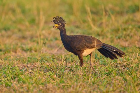 A bird with a black feather cap stands on a grassy meadow in the sunshine, Bare-faced Hokko (Crax