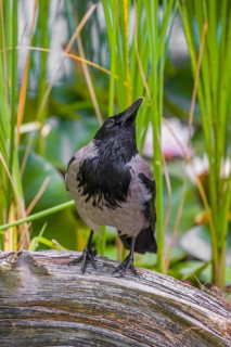 An adult hooded crow (Corvus cornix), sits on a branch in a garden pond