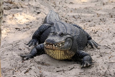 Mississippi Alligator (Alligator mississippiensis), pike alligator, adult, friendly, portrait,