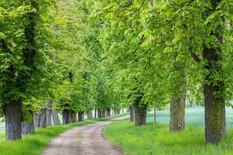 Listed avenue with old trees of white horse chestnut (Aesculus hippocastanum) in Hermsdorf,