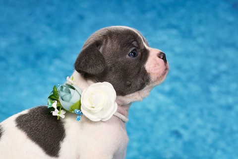 Side view portrait of a black and white pied French Bulldog dog puppy wearing a flower collar on a
