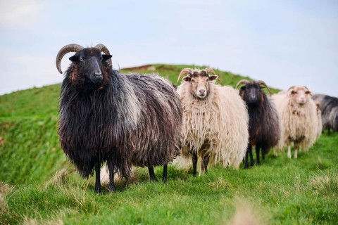 Domestic sheep (Ovis aries) 'Heidschnucke moorland sheep' on a meadow, Helgoland, Germany