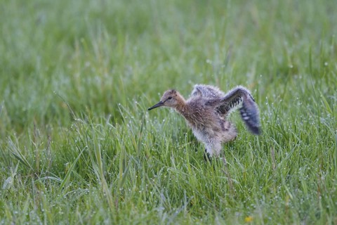 Black-tailed Godwit (Limosa limosa) juvenile, Netherlands