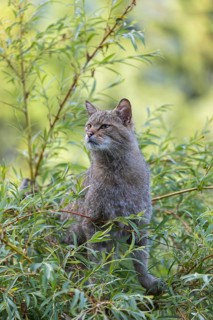 One European wildcat, Felis silvestris silvestris, sitting in a green weeping willow tree. Green
