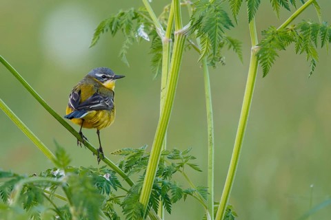 Western Yellow Wagtail (Motacilla flava) male, North Rhine-Westphalia, Germany