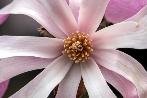 Flower of the star magnolia (Magnolia stellata), Baden-Württemberg, Germany