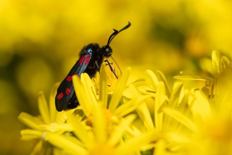 Six spot burnet moth (Zygaena filipendulae) adult insect feeding on Ragwort flower in summer,