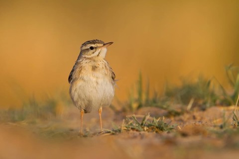 Tawny Pipit - Brachpieper - Anthus campestris, Oman