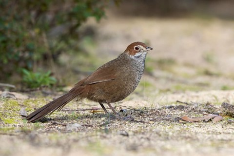 Rufous Bristlebird (Dasyornis broadbenti) perched on the ground, Victoria, Australia