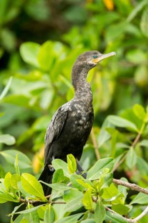 Neotropic Cormorant Phalacrocorax brasilianus San Blas, Nayarit, Mexico 7 June Immature